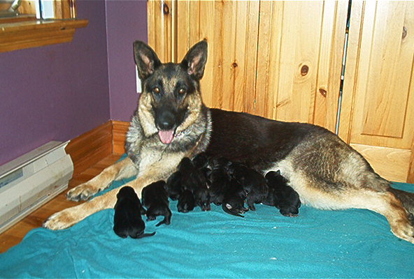 entoinet27mai0410chiots.jpg